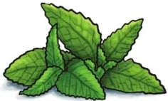 Ilustración de una planta de hierbabuena: tallo verde con hojas opuestas dentadas, color verde fresco; se ven varias hojas pequeñas y una más grande en primer plano.