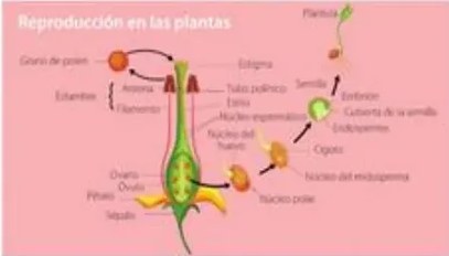 Fotos de margarita y rosa para las adivinanzas.