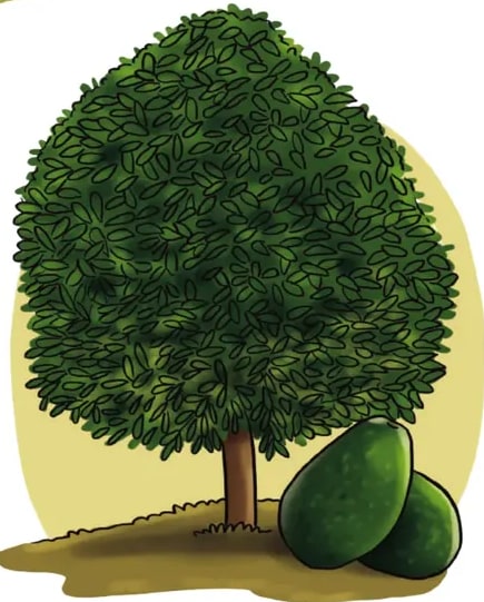 Ilustración de un árbol de aguacate: copa frondosa redondeada verde oscuro y dos frutos verdes en pera en el primer plano.