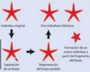 Esquema de reproducción asexual de estrella de mar con separación de brazo y regeneración.