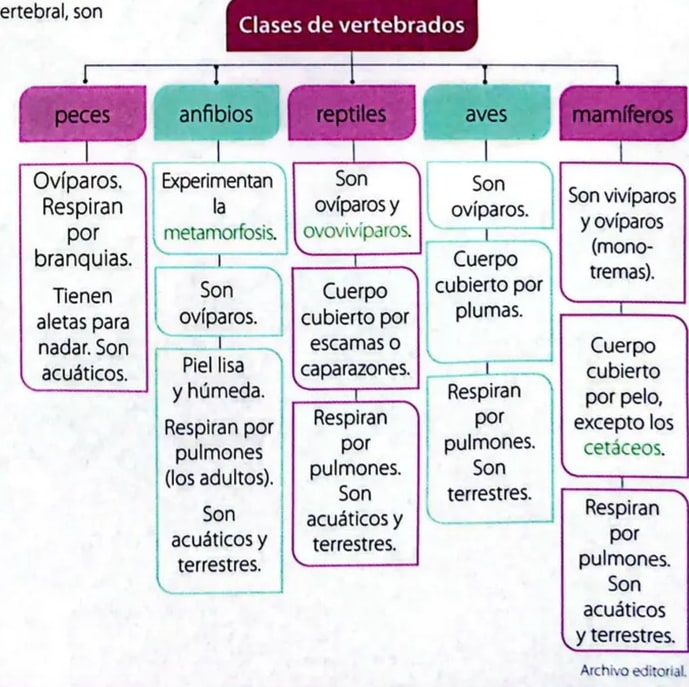 Esquema con cinco columnas que clasifican los vertebrados (peces, anfibios, reptiles, aves, mamíferos) con sus características.