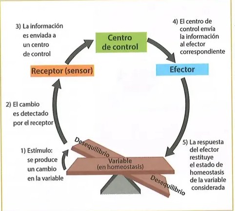 Figura 2 de Ciencias Naturales · 8 EGB · 2025
