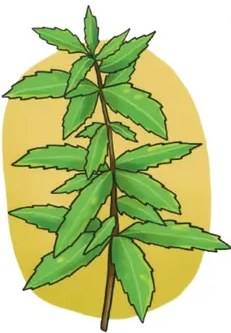 Ilustración del llantén: roseta de hojas anchas con nervaduras paralelas y varias espigas florales saliendo del centro.