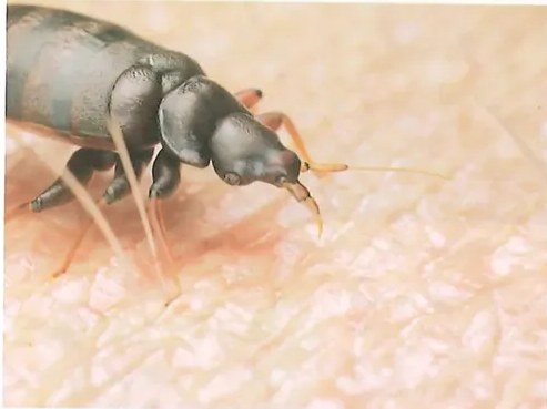 Imagen alusiva al DDT mostrando que la mayoría de insectos no resiste su acción, con excepciones