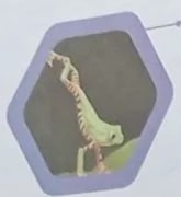 Diagrama de vertebrados con ramas hacia anfibios, aves, peces, mamíferos y reptiles, con iconos de cada animal representativo.