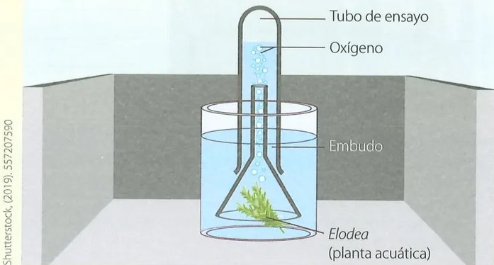 Figura 2 de Ciencias Naturales · 7 EGB · 2024