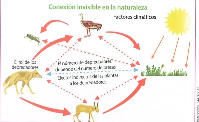 Figura 2 de Ciencias Naturales · 8 EGB · 2025