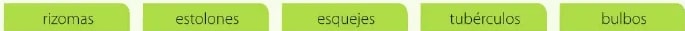Recuadro con palabras clave para el ejercicio 5: rizomas, estolones, esquejes, tubérculos, bulbos.