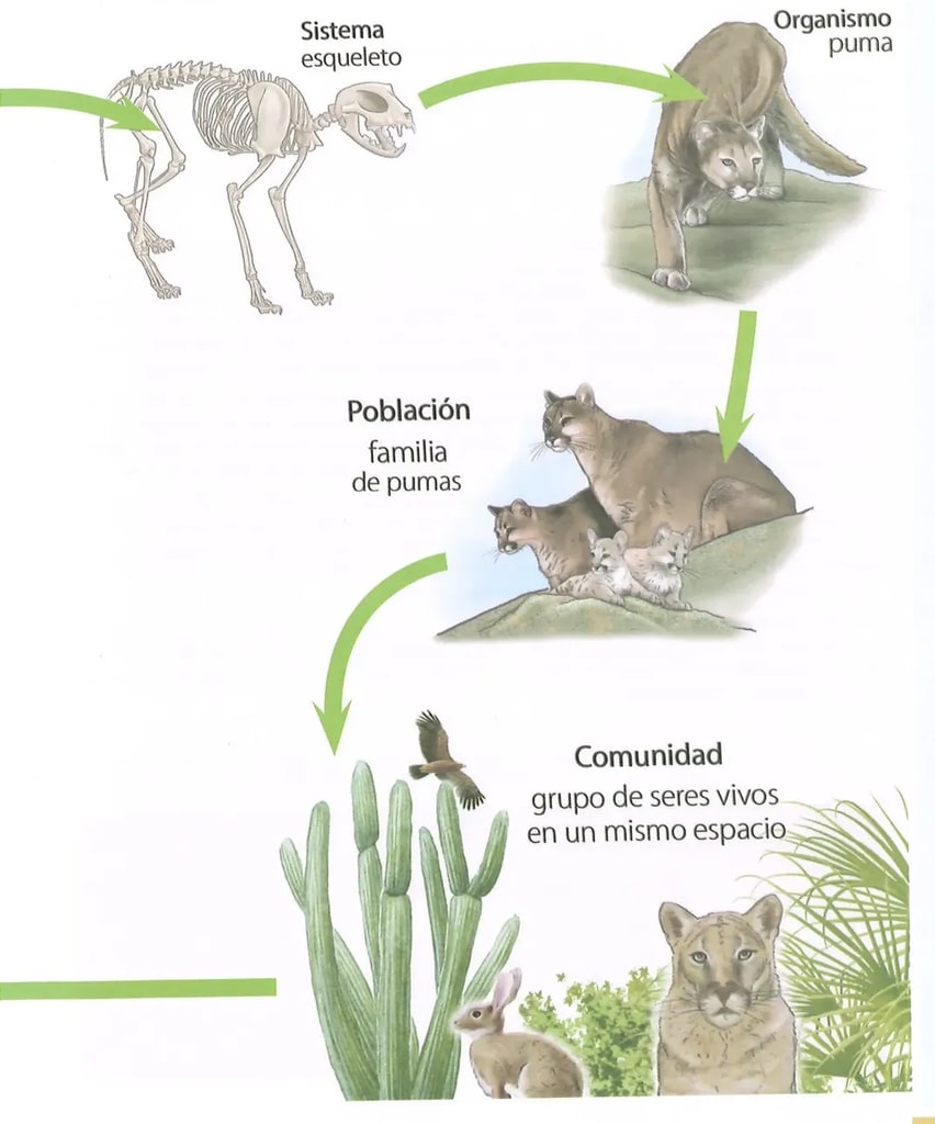 Figura 1 de Ciencias Naturales · 8 EGB · 2025