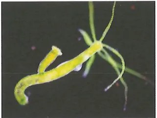 Figura 4 de Ciencias Naturales · 9 EGB · 2024
