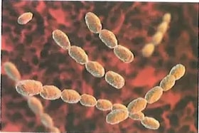 Figura 1 de Ciencias Naturales · 8 EGB · 2025