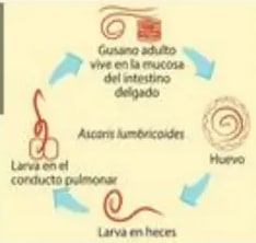 Lombrices de tierra apareándose en el suelo.