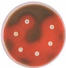 Figura 4 de Ciencias Naturales · 9 EGB · 2024