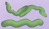 Figura 6 de Ciencias Naturales · 8 EGB · 2025