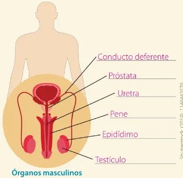 Figura 3 de Ciencias Naturales · 6 EGB · 2025