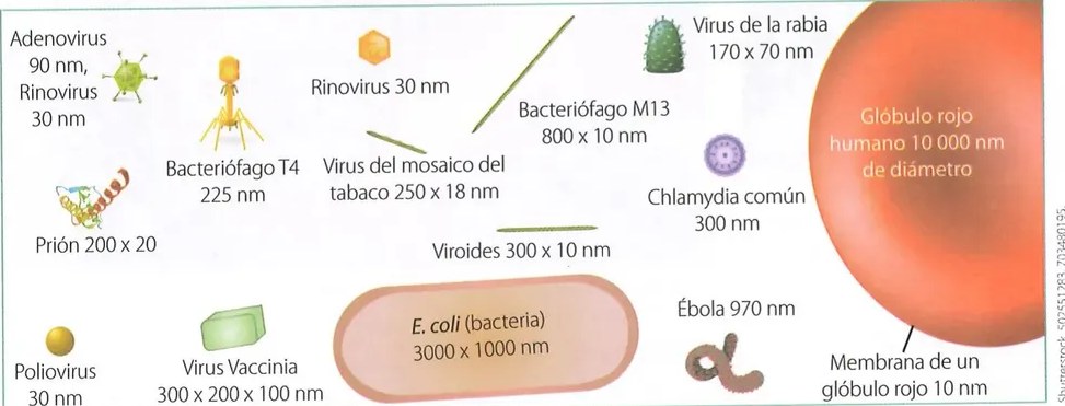 Figura 4 de Ciencias Naturales · 8 EGB · 2025