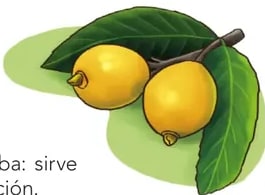 Ilustración de la guayaba: rama con dos frutos amarillos y hojas verdes.