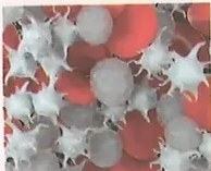 Figura 2 de Ciencias Naturales · 8 EGB · 2025