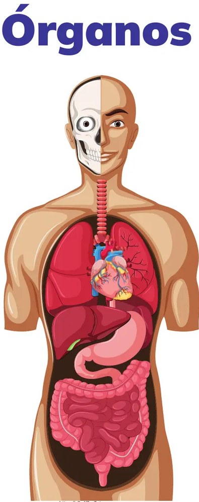 Figura 2 de Biologia · 3ro BGU · 2024