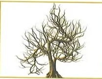 Figura 5 de Ciencias Naturales · 2 EGB · 2025