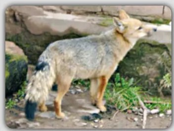 Fotografía de un zorro o coyote andino en el suelo, posiblemente imagen adicional de 'atuq'.