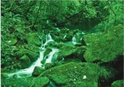 Fotografía de bosque húmedo tropical verde junto a Unidad 1.
