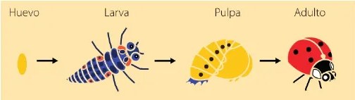 Figura 3 de Ciencias Naturales · 6 EGB · 2025