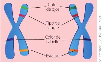 Figura 2 de Ciencias Naturales · 6 EGB · 2025
