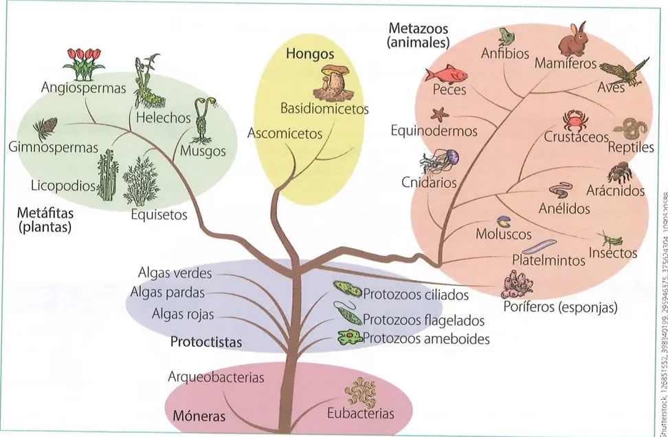 Figura 1 de Ciencias Naturales · 8 EGB · 2025
