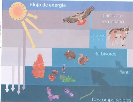 Figura 3 de Ciencias Naturales · 8 EGB · 2025