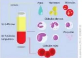 Tubo de sangre centrifugada (55% plasma, 45% células) con detalle de cada tipo celular.