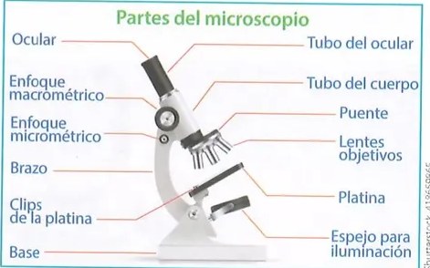 Figura 4 de Ciencias Naturales · 8 EGB · 2025