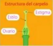 Figura 5 de Ciencias Naturales · 5 EGB · 2024