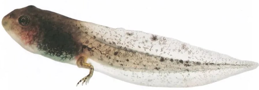 Fotografía de una rana verde sobre lo que parece una hoja o superficie húmeda. La imagen ilustra el tema del texto expositivo sobre las ranas. La fotografía ocupa la parte central de la página, entre los dos bloques de texto (metamorfosis y adultos). Crédito no visible en OCR.