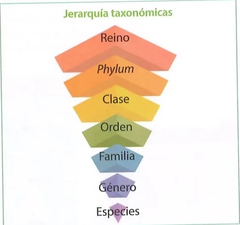 Figura 3 de Ciencias Naturales · 8 EGB · 2025