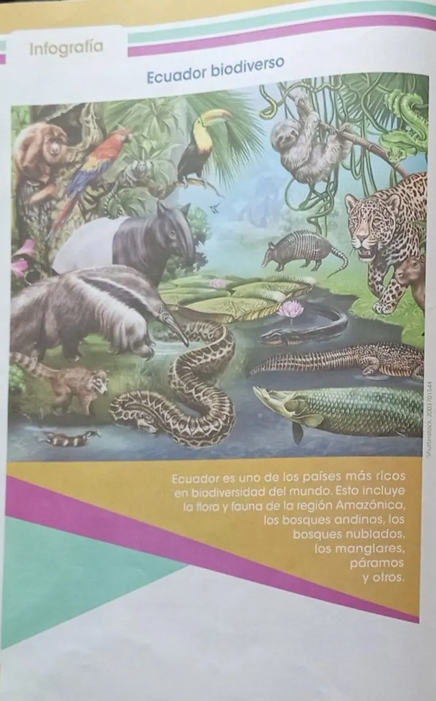 Fotomontaje de fauna de Galápagos: lobo marino, tortuga gigante, piquero, iguana marina, pingüino de Galápagos.