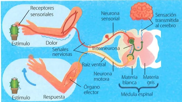 Figura 2 de Ciencias Naturales · 7 EGB · 2024