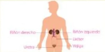 Figura 4 de Ciencias Naturales · 5 EGB · 2024