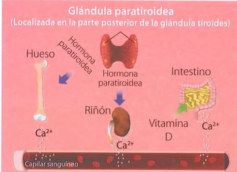 Figura 2 de Ciencias Naturales · 7 EGB · 2024