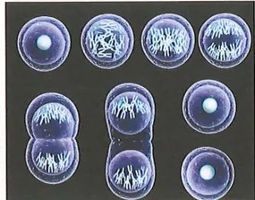 Figura 2 de Ciencias Naturales · 9 EGB · 2024
