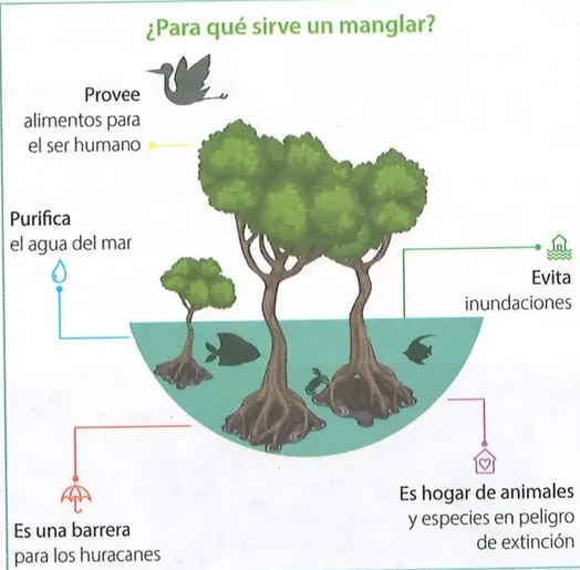 Figura 2 de Ciencias Naturales · 8 EGB · 2025