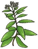 Ilustración de la chilca: ramas con hojas alargadas verdes y pequeñas flores amarillas.