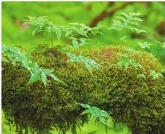 Fotografía de Bosque Húmedo Tropical con gran variedad de briófitas y pteridófitas. Reserva de Producción Faunística Cuyabeno.
