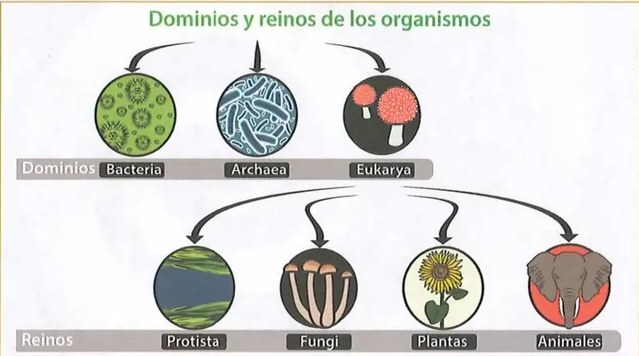 Figura 3 de Ciencias Naturales · 8 EGB · 2025