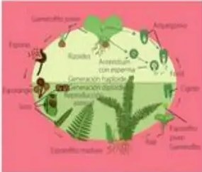 Esqueje plantado en maceta con tierra.