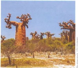 Figura 4 de Ciencias Naturales · 9 EGB · 2024