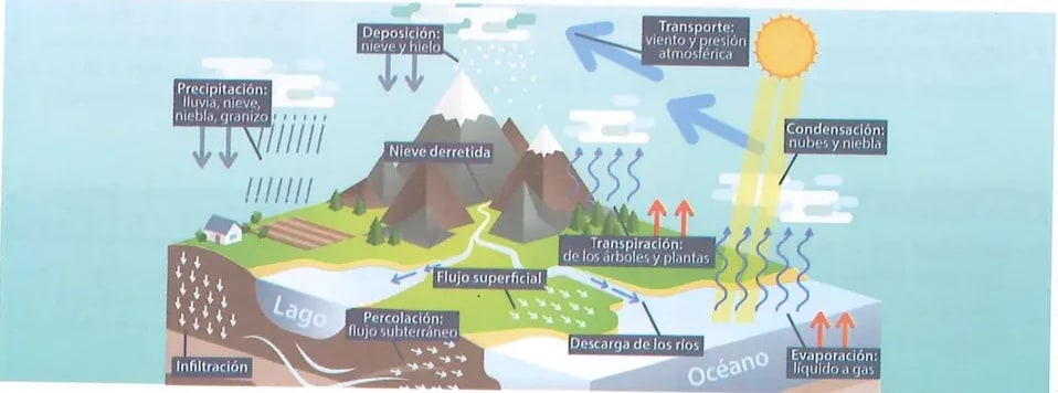 Figura 2 de Ciencias Naturales · 8 EGB · 2025