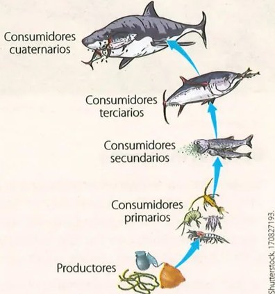 Figura 2 de Ciencias Naturales · 9 EGB · 2024