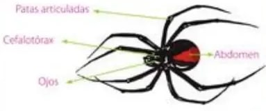 Cuadrícula de fotografías de invertebrados (escarabajo, abeja, cangrejo, estrella, caracol, lombriz, medusa) con marcas X.