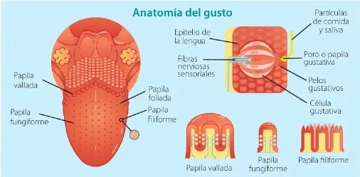 Figura 2 de Ciencias Naturales · 6 EGB · 2025
